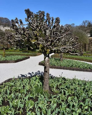 Pyrus salicifolia