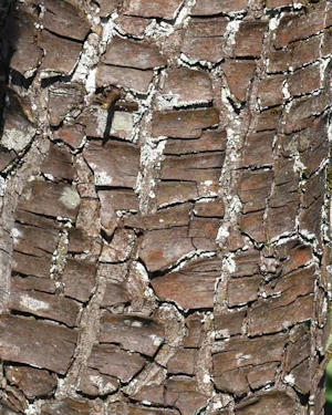 Pyrus salicifolia