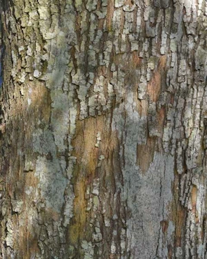 Quercus ilex