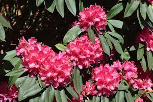 Rhododendron arboretum