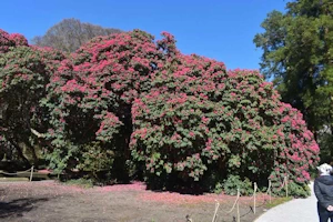 Rhododendron arboretum