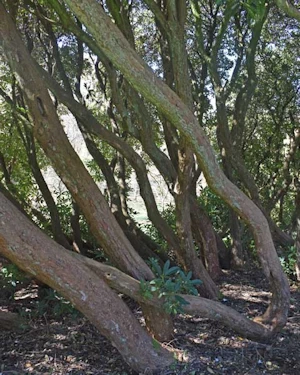 Rhododendron fauriei