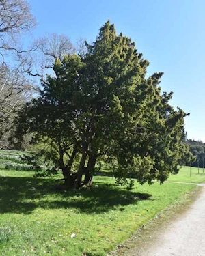 Taxus baccata dovastonia aurea