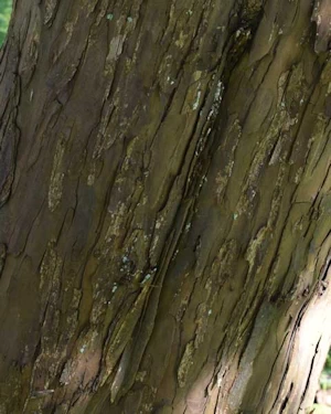 Taxus baccata dovastonia aurea