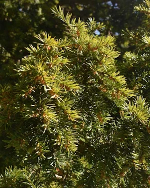 Golden yew