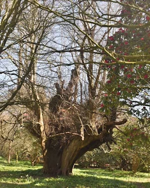 Tilia x europea