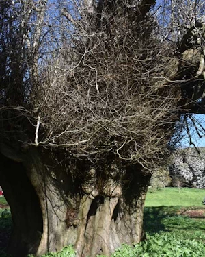 Great Holker lime