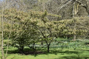 Viburnum dilatatum