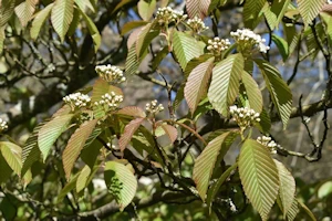 Viburnum dilatatum