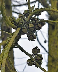 Arizona cypress cones.
