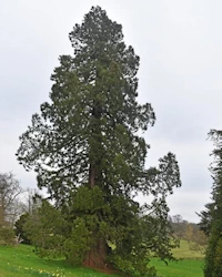 Atlantic cedar