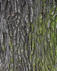 Atlantic cedar bark