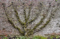 Apple tree