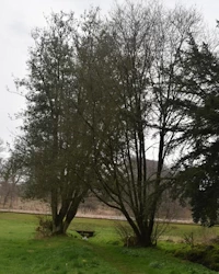 Bird cherry