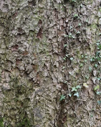 Caucasian fir bark
