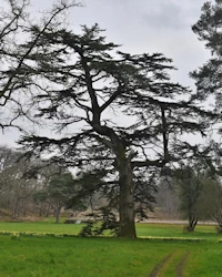 Cedar of Lebanon