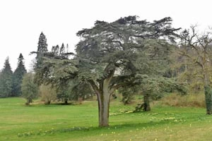 Cedar of Lebanon