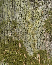 Cedar of Lebanon bark