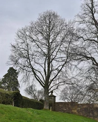 Chestnut tree