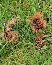 Chestnut husks