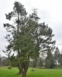 London plane pollard