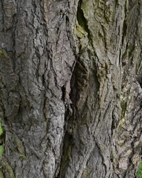Plane tree burrs