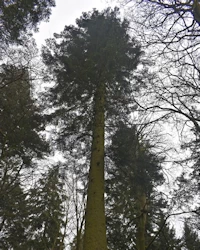 Grand fir