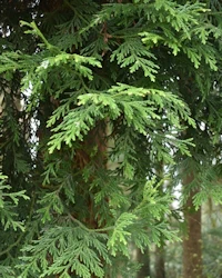 Hiba needles