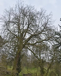 Horse chestnut