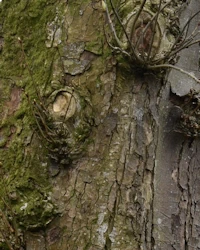 Horse chestnut bark