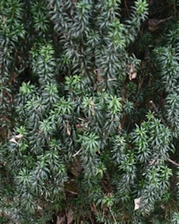 Irish yew