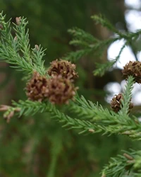 Irish yew