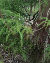 Irish yew