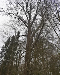 Large leaved lime