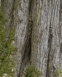 Large leaved lime