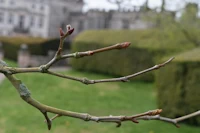 London plane bud