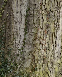 Noble fir