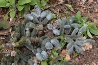 Noble fir