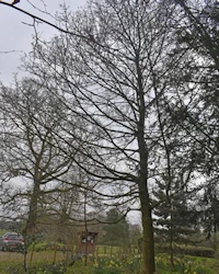 Norway maple