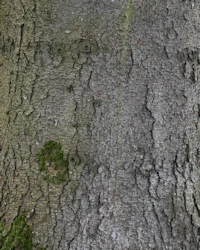 Norway spruce bark