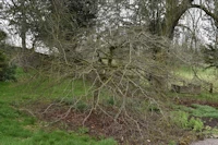 Persian ironwood