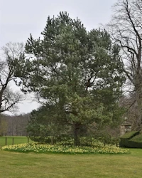 Scots pine