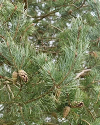 Scots pine needles