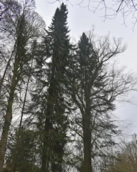 Serbian spruce