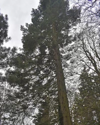 Silver fir