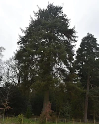 Sitka spruce