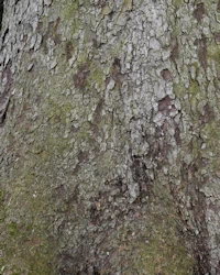 Sitka spruce bark