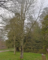Tulip tree