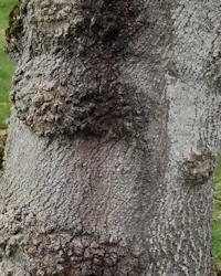 Tulip tree bark