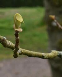 Tulip tree bud
